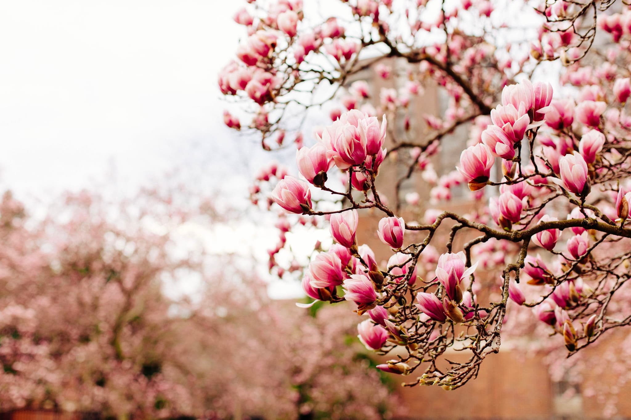 Blooming Whisper